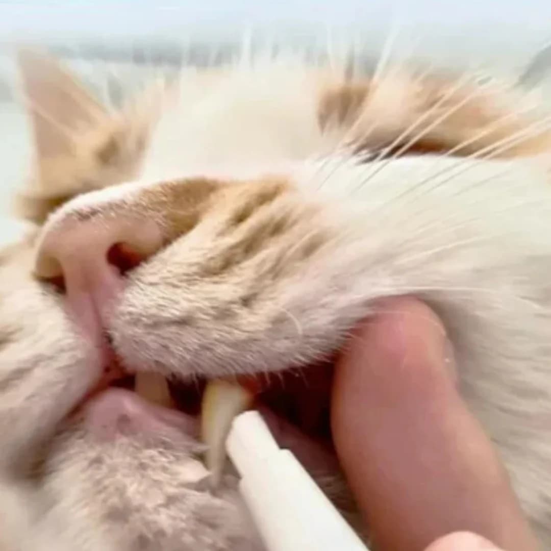 FurrySmile™ - Cepillo Dental Para Perros Y Gatos